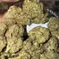Patient Image of 4C Labs Craft Select GRZ T26 Green Runtz Medical Cannabis