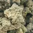Patient Image of 4C Labs Craft Select BSH T19 Blue Sherbet Medical Cannabis