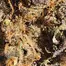 Patient Image of Craft Botanics® SBF T27 Superboof Medical Cannabis