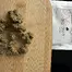 Patient Image of Kiseki MFS T23 Mount Fuji Medical Cannabis