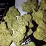 Patient Image of Lot420™ OC T27 Orange Cake Medical Cannabis