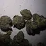 Patient Image of Vasco BB Smalls T28 Blueberry Banana Medical Cannabis
