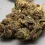 Patient Image of IPS JFA T20 Jet Fuel Apricot Medical Cannabis