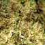 Patient Image of IPS CM T28 Cherry Mints Medical Cannabis