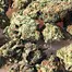 Patient Image of Noidecs T14 Shishkaberry Medical Cannabis