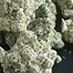 Patient Image of 4C Labs Craft Select HWF T31 Hawaiian Fanta Medical Cannabis