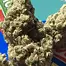 Patient Image of Green Karat SD T28-T29 Supreme Diesel Medical Cannabis