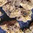 Patient Image of Fotmer Life Sciences T3h T22 Purple Dog Bud Medical Cannabis