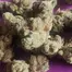 Patient Image of IPS JFA T20 Jet Fuel Apricot Medical Cannabis