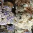 Patient Image of 4C Labs Craft Select DB T26 Death Bubba Medical Cannabis
