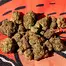 Patient Image of 4C Labs GGU T25 Grandi Guava Medical Cannabis
