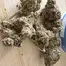 Patient Image of Sundaze® FRC T22 Frosted Cookies Medical Cannabis
