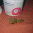 Patient Image of Adven® Cura-5 T18 Three Green Kings Medical Cannabis