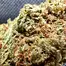 Patient Image of Curaleaf® LCS T8:C7 Lunar Circus Medical Cannabis