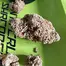 Patient Image of Four GFG T24 Grapefruit Gift Medical Cannabis