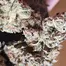 Patient Image of Mamedica® CHC T28 Chem Cookies #44 Medical Cannabis
