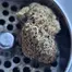 Patient Image of Next Friday MTF T30 Mutant Tyre Fire Medical Cannabis