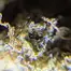 Patient Image of Therismos SOC T25 Sour OG Cheese Medical Cannabis