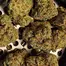 Patient Image of Next Friday MTF T30 Mutant Tyre Fire Medical Cannabis