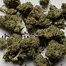 Patient Image of Aurora® Pedanios PND T31 Pink Diesel Medical Cannabis