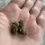 Patient Image of Four GMOS T26 GMO Slapz Medical Cannabis