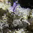 Patient Image of Wellford Luma MAC T25 Miracle Alien Cookies #3 Medical Cannabis