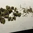Patient Image of Upstate® PO T28 Purple Octane Medical Cannabis
