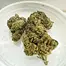 Patient Image of Curaleaf® TPI T20 Tripoli Medical Cannabis
