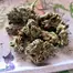 Patient Image of Noidecs T18 Gorilla Glue #4 Medical Cannabis