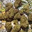 Patient Image of Sitka Legends WHG T26 White Hot Guava Medical Cannabis