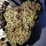 Patient Image of Good Supply Reserve CCC T27 Cherry Cheesecake Medical Cannabis