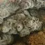 Patient Image of Greyscales JFRO T24 Jack Frosted Medical Cannabis