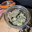 Patient Image of Common Roots WZ T25 Watermelon Zkittlez Medical Cannabis