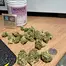 Patient Image of Noidecs T17 Wappa Medical Cannabis