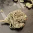 Patient Image of 4C Labs Craft Select HWF T31 Hawaiian Fanta Medical Cannabis