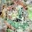 Patient Image of Therismos T20 Gorilla Glue #4 Medical Cannabis