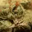 Patient Image of Phant SGU Smalls T22 Strawberry Guava Medical Cannabis