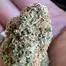 Patient Image of Grow® Pharma T20 Hellfire OG Medical Cannabis