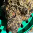 Patient Image of Sitka Legends WHG T26 White Hot Guava Medical Cannabis