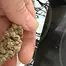 Patient Image of Craft Botanics® SBF T27 Superboof Medical Cannabis