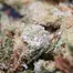 Patient Image of Upstate® BTK T26 Black Triangle Kush Medical Cannabis