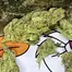 Patient Image of Therismos T20 Gorilla Glue #4 Medical Cannabis