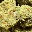 Patient Image of Mystery Mountain™ STN LHZ T29 Seatown Lemon Haze Medical Cannabis