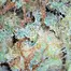 Patient Image of Tilray® T8:C8 Warlock Medical Cannabis