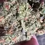 Patient Image of Headstone Cannabis LG T29 Lamb of God Medical Cannabis