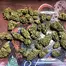 Patient Image of Lumir® WT2 T21 Wild Thailand Medical Cannabis