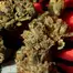 Patient Image of Upstate® BTR T24 Black Triangle Medical Cannabis