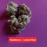 Patient Image of Headstone Cannabis LG T29 Lamb of God Medical Cannabis