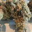 Patient Image of Craft Botanics® GGA T32 GMO Grape Ape Medical Cannabis