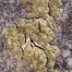 Patient Image of Greyscales GHZ T28 G13 Haze Medical Cannabis